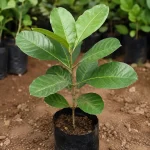 BOIRA PLANT