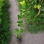 Alltime-Hybrid Seedless Wood Apple Fruit Plant