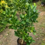 KAMKOT LEMON