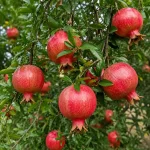 Anar Fruit Plant - Image 3