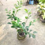 KOLKATA PATI LEMON