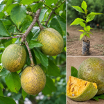 Bel Fruit Plant - Image 3