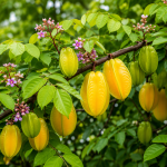 STAR FRUIT OR KAMRANGA - Image 2