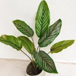 CALATHEA PLANT