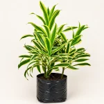 SONG OF INDIA PLANT - Image 2