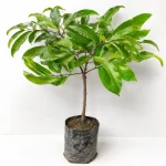 MUZAFFARPUR LITCHI PLANT
