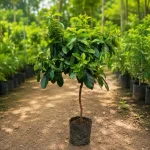 GRAFTED AVOCADO PLANT
