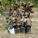 Guava (MALAYSIAN RED)