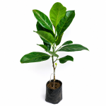 All Time Jackfruit Plant
