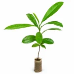 Alltime Elephant Apple