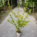 Barbados Sweet Cherry Plant