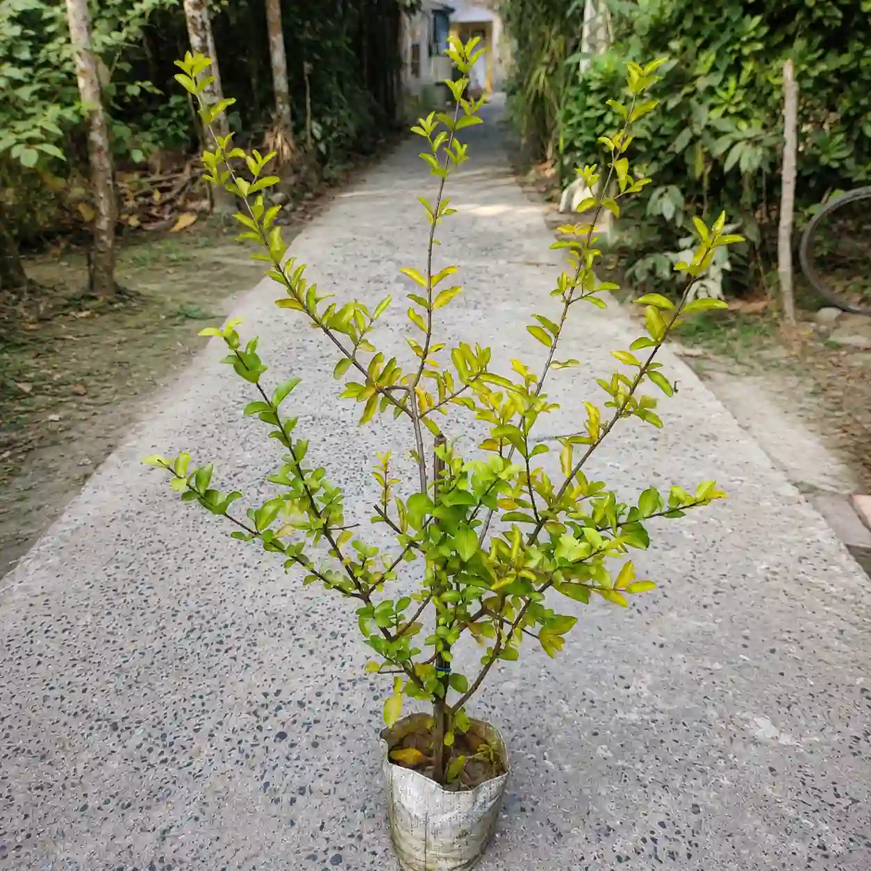 41cb071b-1715-4a04-aaa1-7b1709bdb911_result Barbados Sweet Cherry Plant - Image 1