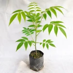 HOG PLUM OR AMRA FRUIT PLANT SEEDLING