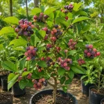 PHALSA PLANT - Image 2