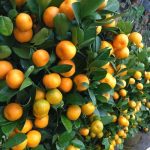 KAMKOT LEMON - Image 2