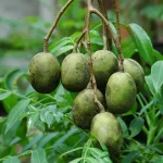 HOG PLUM OR AMRA FRUIT PLANT SEEDLING - Image 2
