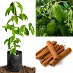 CINNAMON PLANT - Image 2