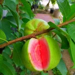RED DIAMOND GUAVA - Image 3