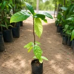 CHOCOLATE OR COCAO PLANT