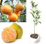 ORANGE DARJEELING - Image 2