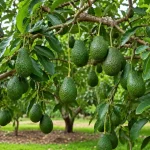 GRAFTED AVOCADO PLANT - Image 3