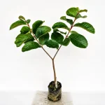 RED DIAMOND GUAVA