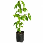CINNAMON PLANT
