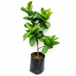 Allahabad Guava Plant
