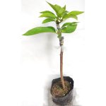 GRAFTED AVOCADO PLANT - Image 2