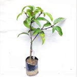 All Time Mango Plant