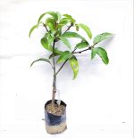 All Time Mango Plant