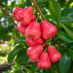 RED WATER APPLE - Image 3