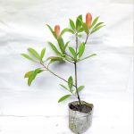SWEET OLIVE FRUIT PLANT GRAFTED