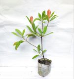 SWEET OLIVE FRUIT PLANT GRAFTED - Image 2