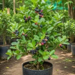 PHALSA PLANT