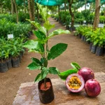 PASSION FRUIT - Image 2