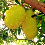 All Time Jackfruit Plant - Image 2