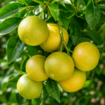 THAI MALTA LEMON - Image 2