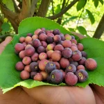 PHALSA PLANT - Image 3