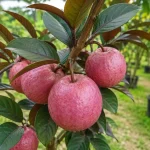 Guava (MALAYSIAN RED) - Image 2