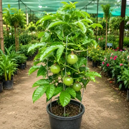 PASSION FRUIT