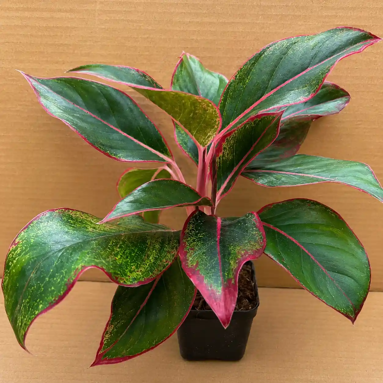 ChatGPT Image Jun 25, 2026, 08_49_26 AM_result AGLONEMA PLANT - Image 1