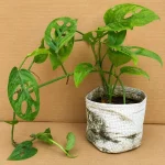 BROKEN HEART PLANT - Image 2