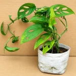 BROKEN HEART PLANT