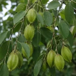 ARJUNA PLANT - Image 2
