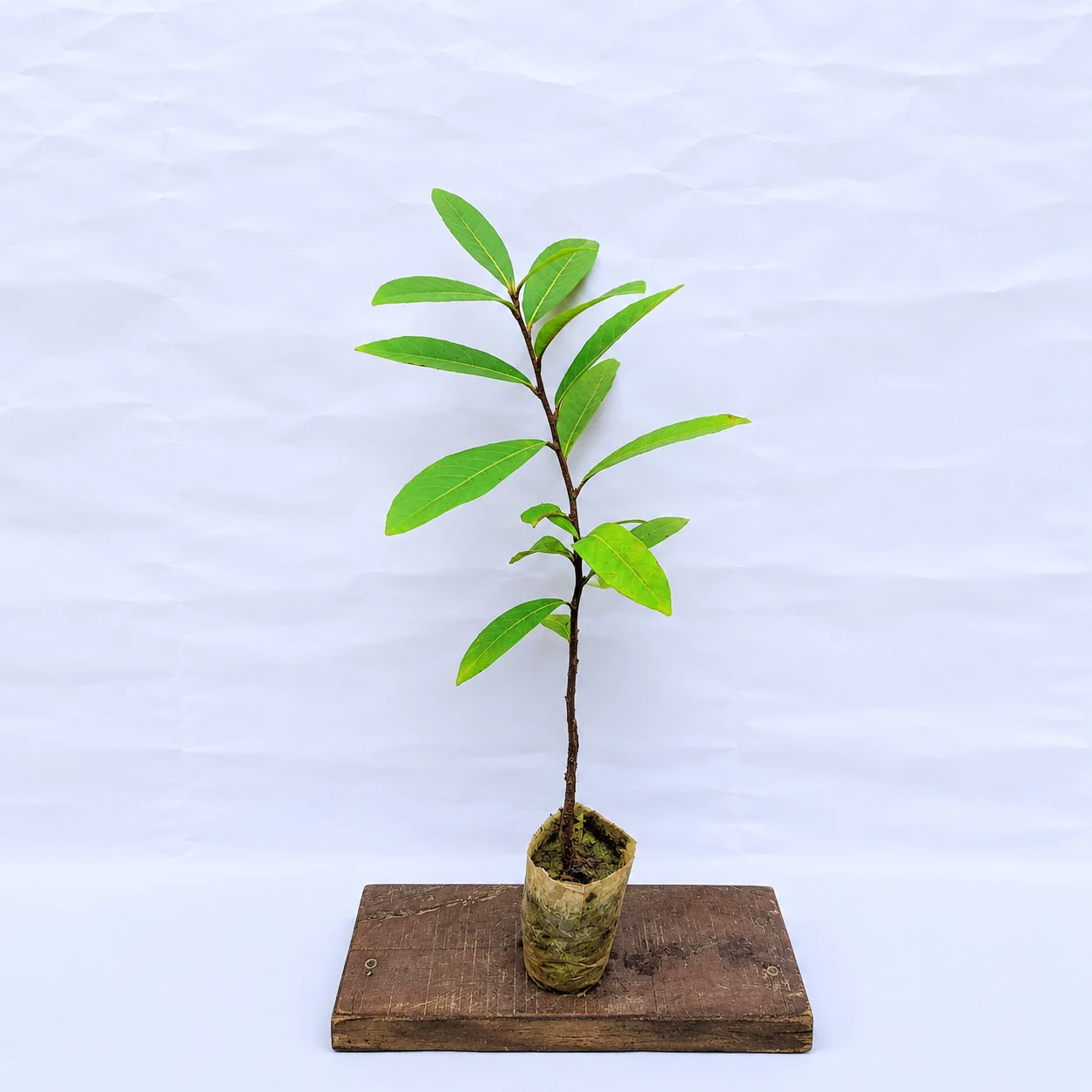 ChatGPT Image Jun 25, 2026, 08_51_52 AM_result ARJUNA PLANT - Image 1