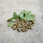 LONGAN - Image 2