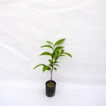 HARITAKI PLANT