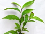 HARITAKI PLANT - Image 2