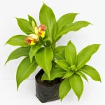 INSULIN PLANT - Image 2